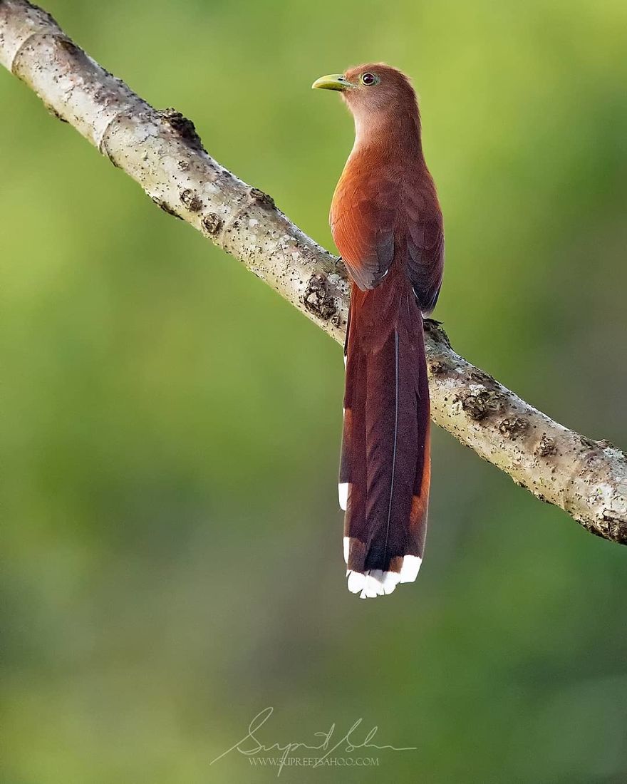 Squirrel Cuckoo