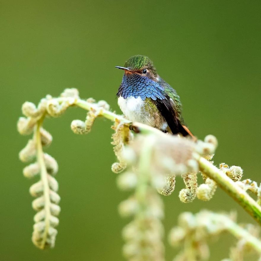 Volcano Hummingbird