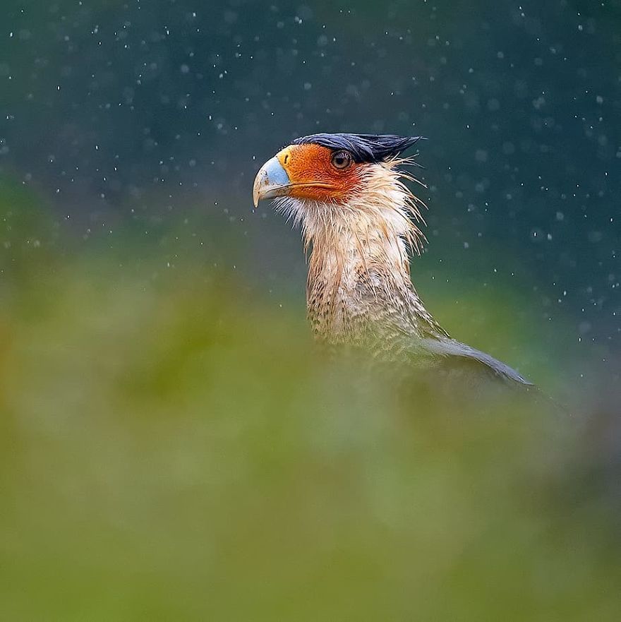 Crested Caracara