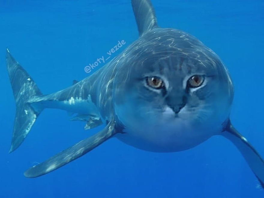 Funny-Animals-Photoshopped-Cats-Koty-Vezde