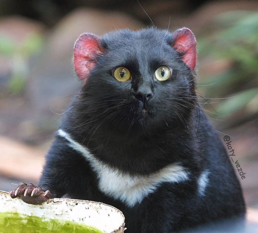 Funny-Animals-Photoshopped-Cats-Koty-Vezde