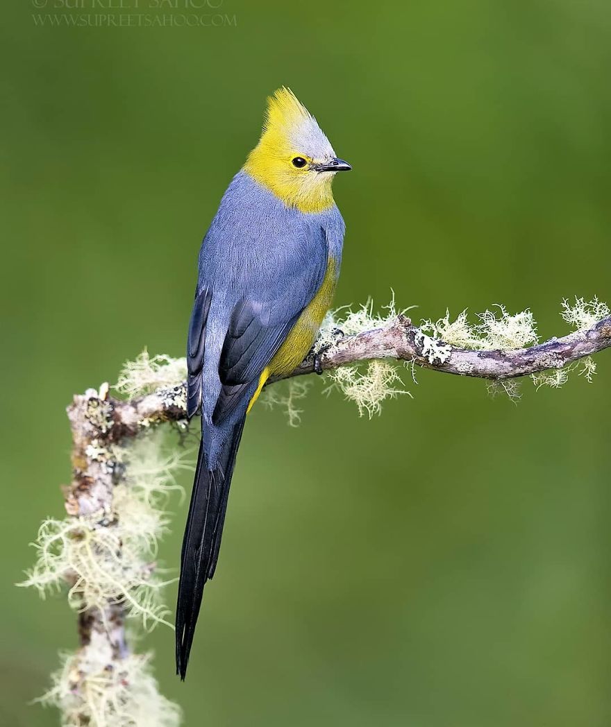 Long Tailed Silky Flycatcher