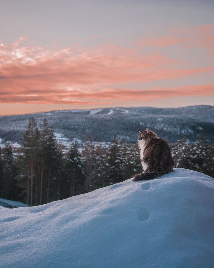 Owners Let Their Norwegian Forest Cat Roam Freely Outside, And He Looks Majestic (32 Pics)