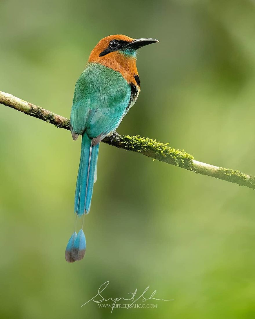 Broad-Billed Motmot