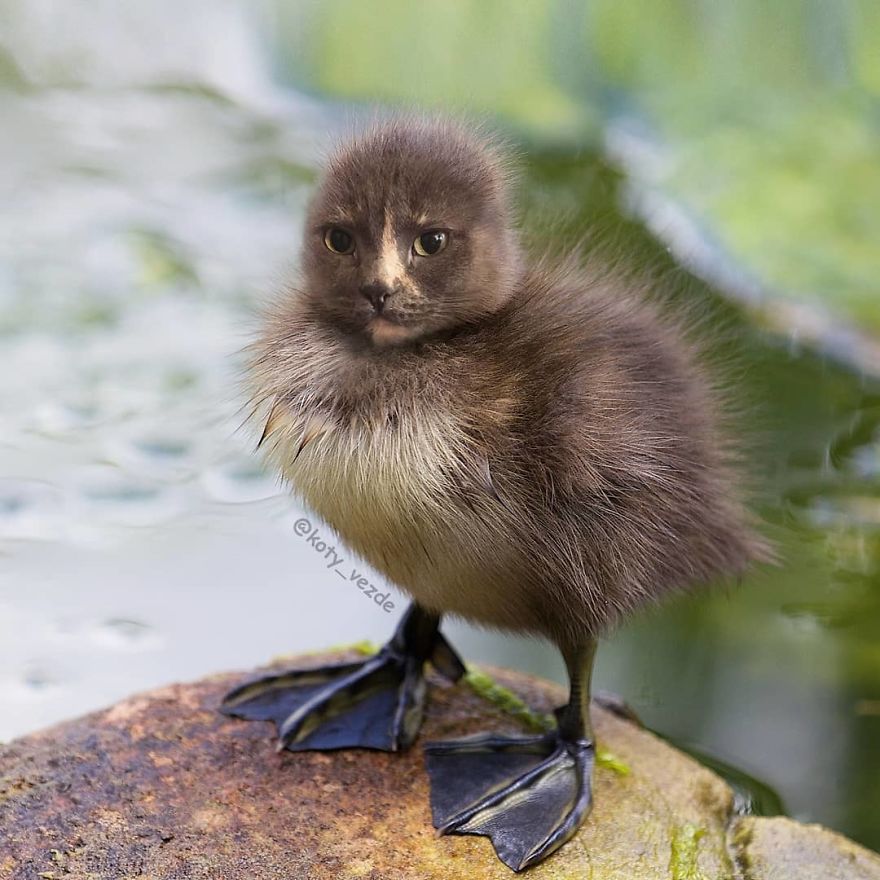 Funny-Animals-Photoshopped-Cats-Koty-Vezde