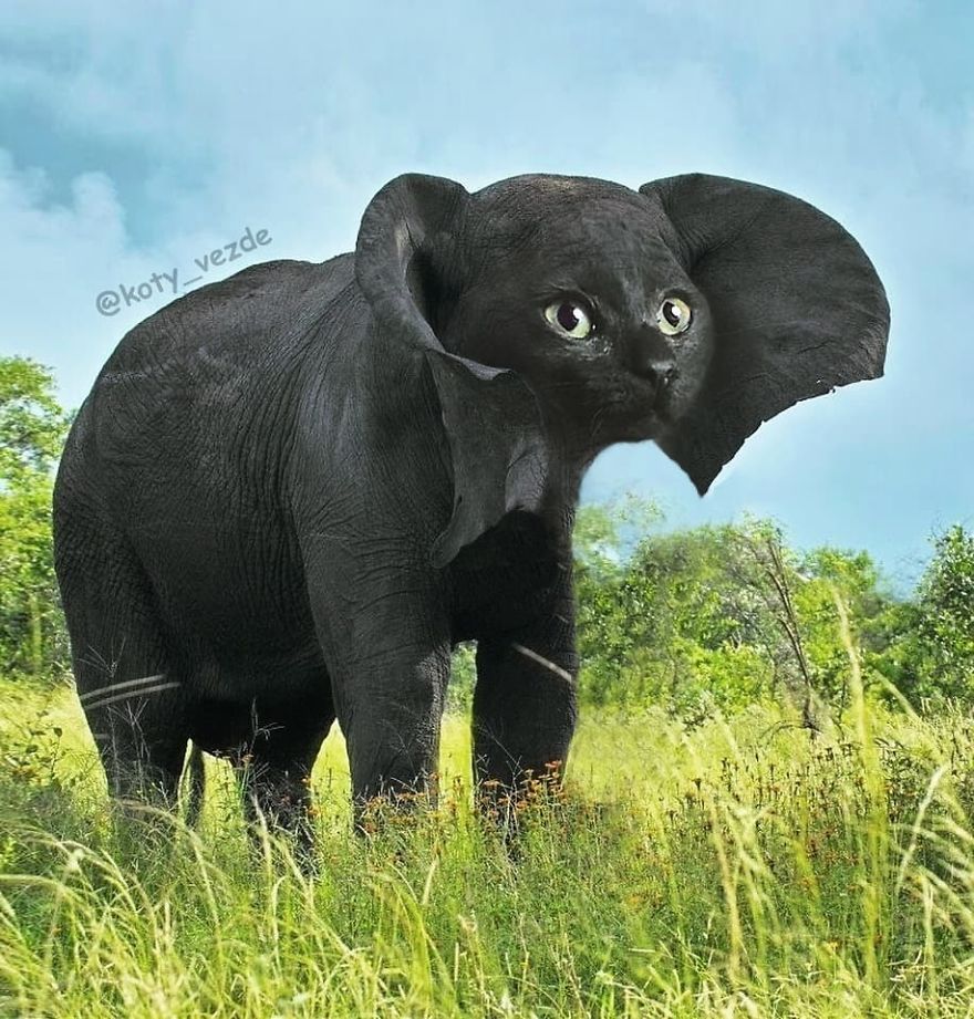 Funny-Animals-Photoshopped-Cats-Koty-Vezde