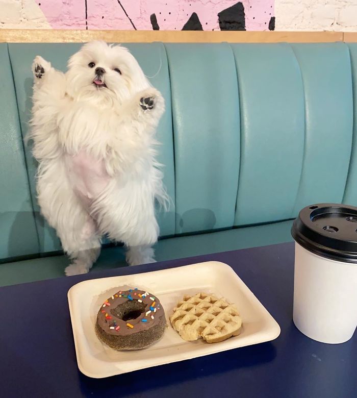 Standing-Maltese-Dog-Coco