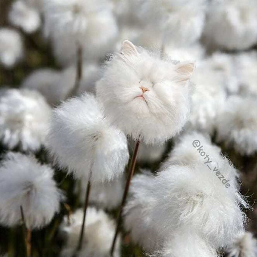 Funny-Animals-Photoshopped-Cats-Koty-Vezde