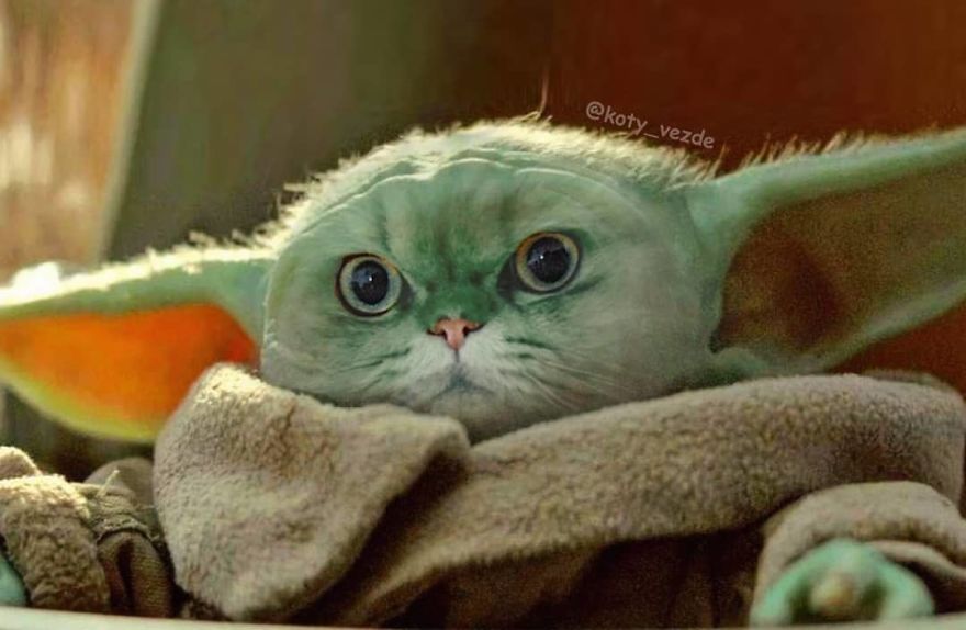 Funny-Animals-Photoshopped-Cats-Koty-Vezde