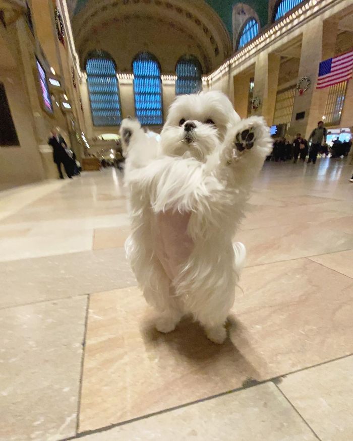 Standing-Maltese-Dog-Coco