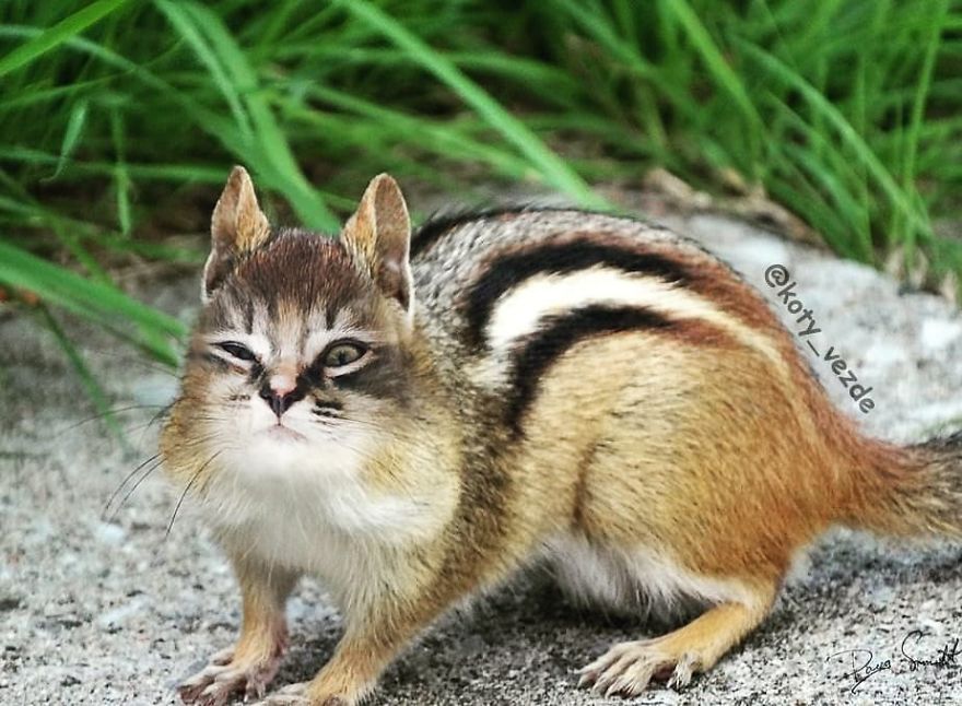 Funny-Animals-Photoshopped-Cats-Koty-Vezde