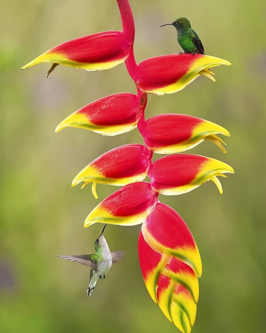 Coppery Headed Emerald
