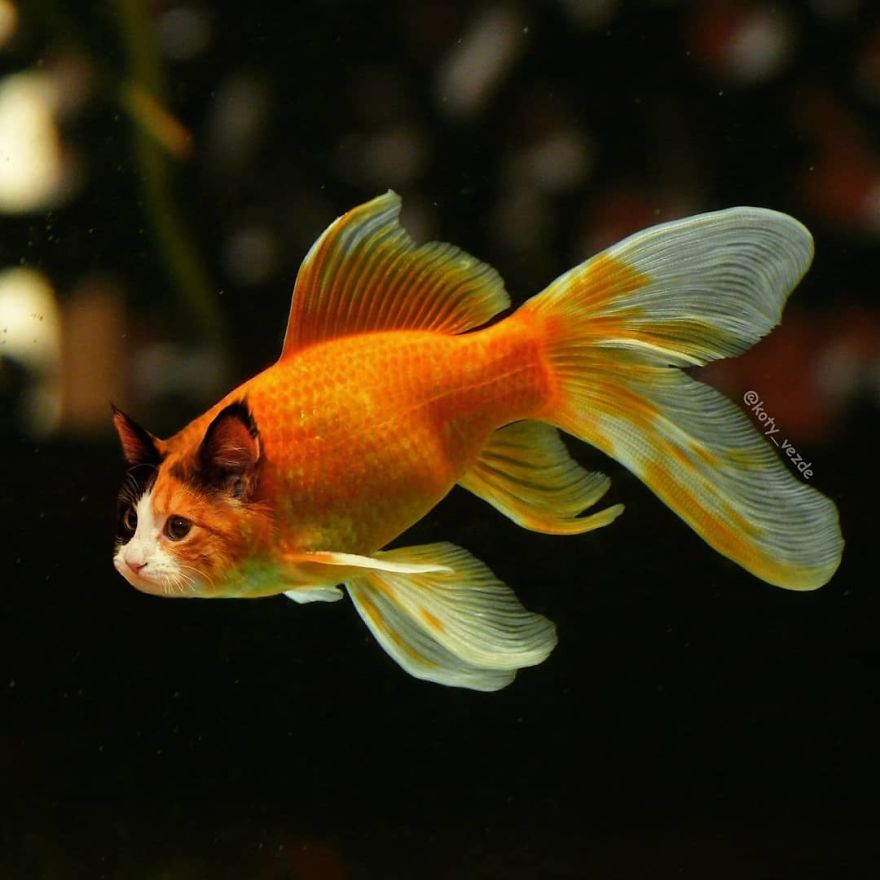 Funny-Animals-Photoshopped-Cats-Koty-Vezde