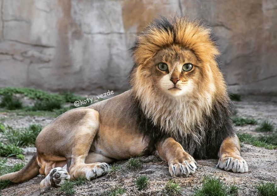 Funny-Animals-Photoshopped-Cats-Koty-Vezde