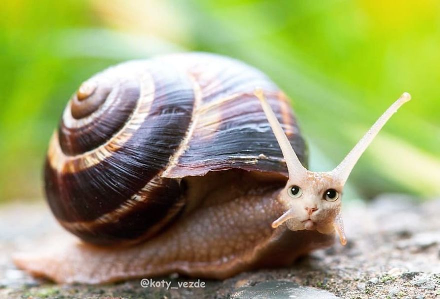 Funny-Animals-Photoshopped-Cats-Koty-Vezde