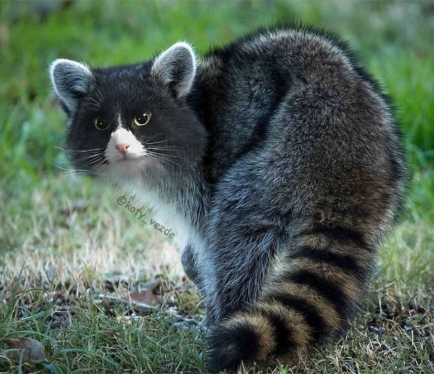 Funny-Animals-Photoshopped-Cats-Koty-Vezde