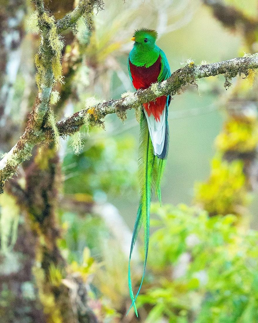 Resplendent Quetzal