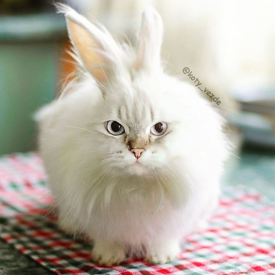 Funny-Animals-Photoshopped-Cats-Koty-Vezde