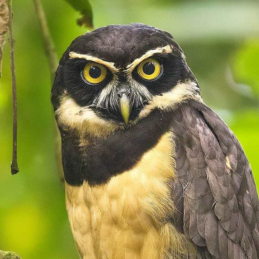 Spectacled Owl