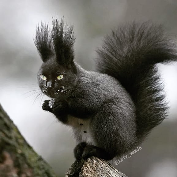 Funny-Animals-Photoshopped-Cats-Koty-Vezde