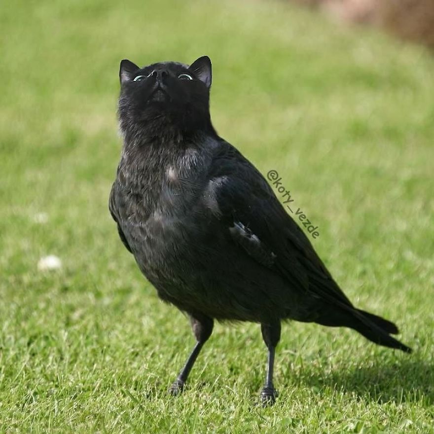 Funny-Animals-Photoshopped-Cats-Koty-Vezde