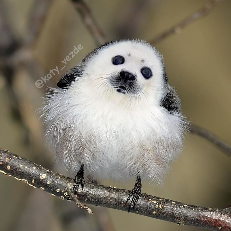 Funny-Animals-Photoshopped-Cats-Koty-Vezde