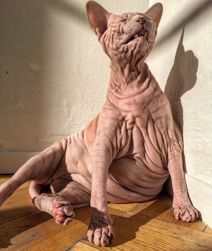 Hairless, Sinister-Looking Cat May Be Named The Scariest Feline In The World