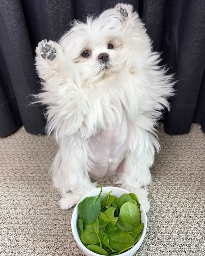 Standing-Maltese-Dog-Coco