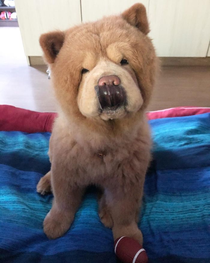 People Do Not Know How To Deal With The Dog "Teddy Bear" That Already Has 430 Thousand Followers
