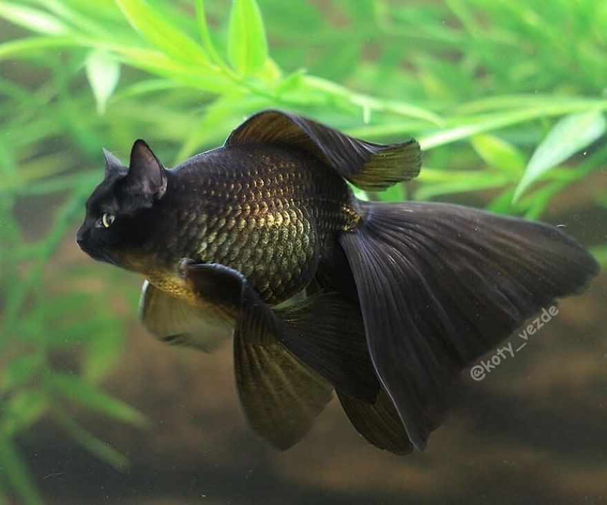 Funny-Animals-Photoshopped-Cats-Koty-Vezde