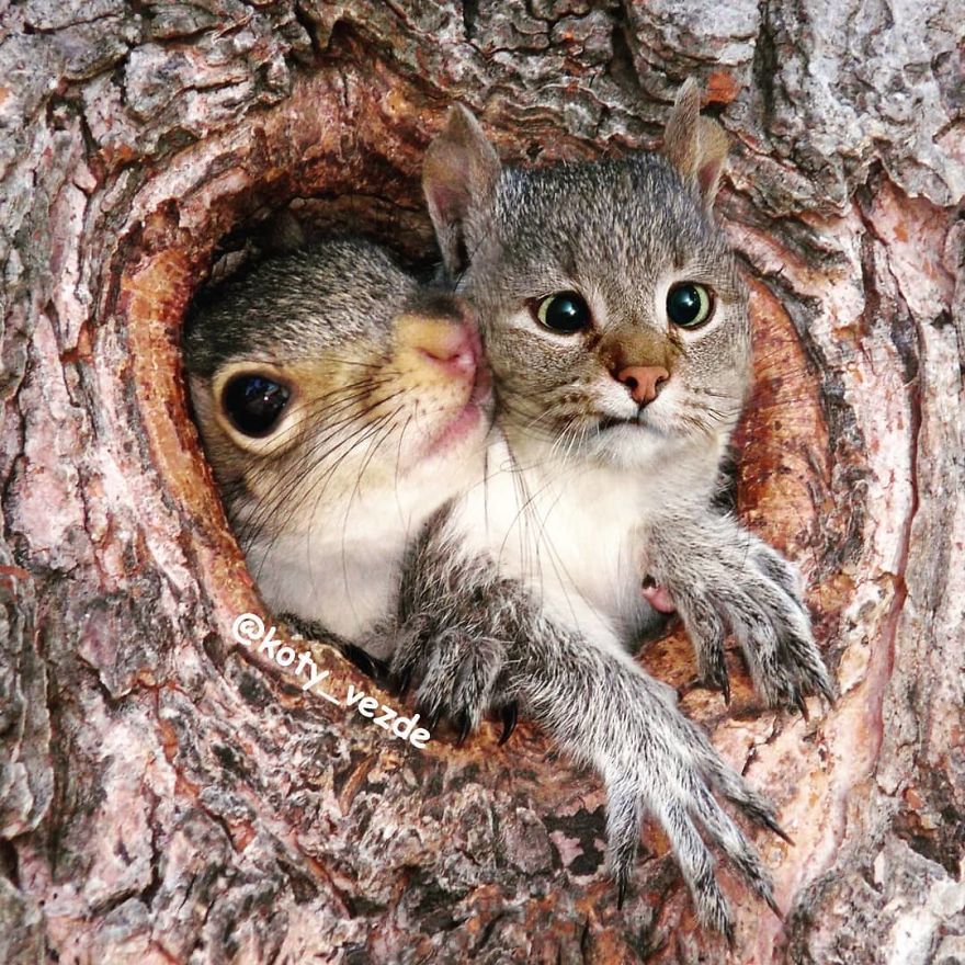 Funny-Animals-Photoshopped-Cats-Koty-Vezde