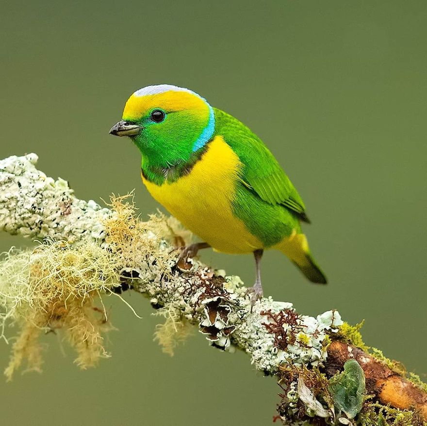 Golden-Browed Chlorophonia