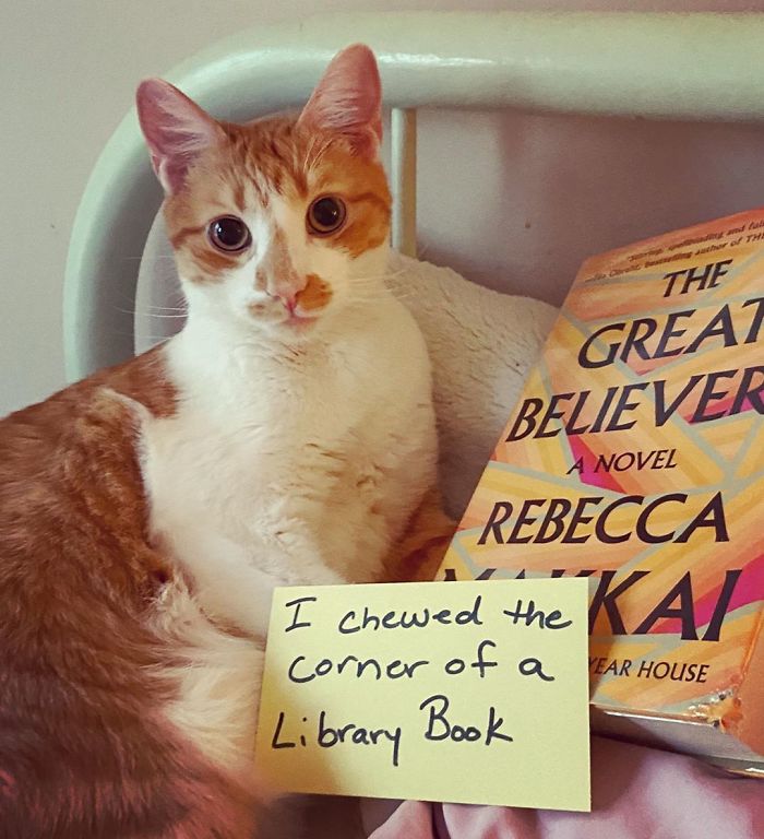 I Didn’t Mean We Were Literally Going To Devour This Book, Goldfish