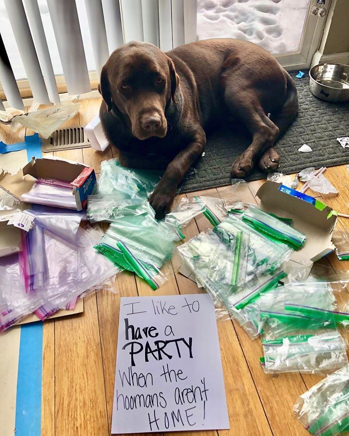 Way To Ruin The Party Hooman