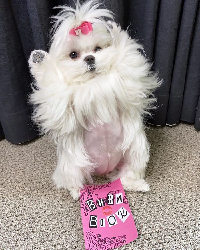 Standing-Maltese-Dog-Coco