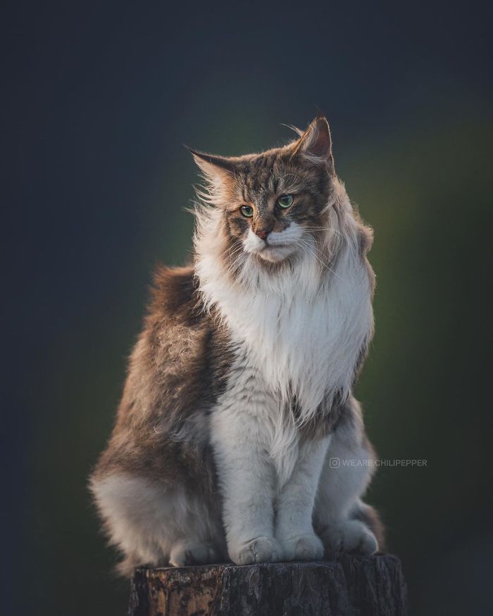 Owners Let Their Norwegian Forest Cat Roam Freely Outside, And He Looks Majestic (32 Pics)