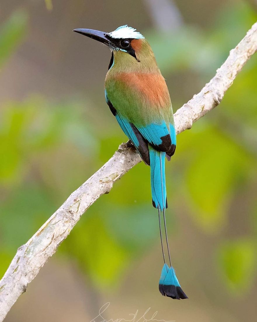 Turquoise-Browed Motmot