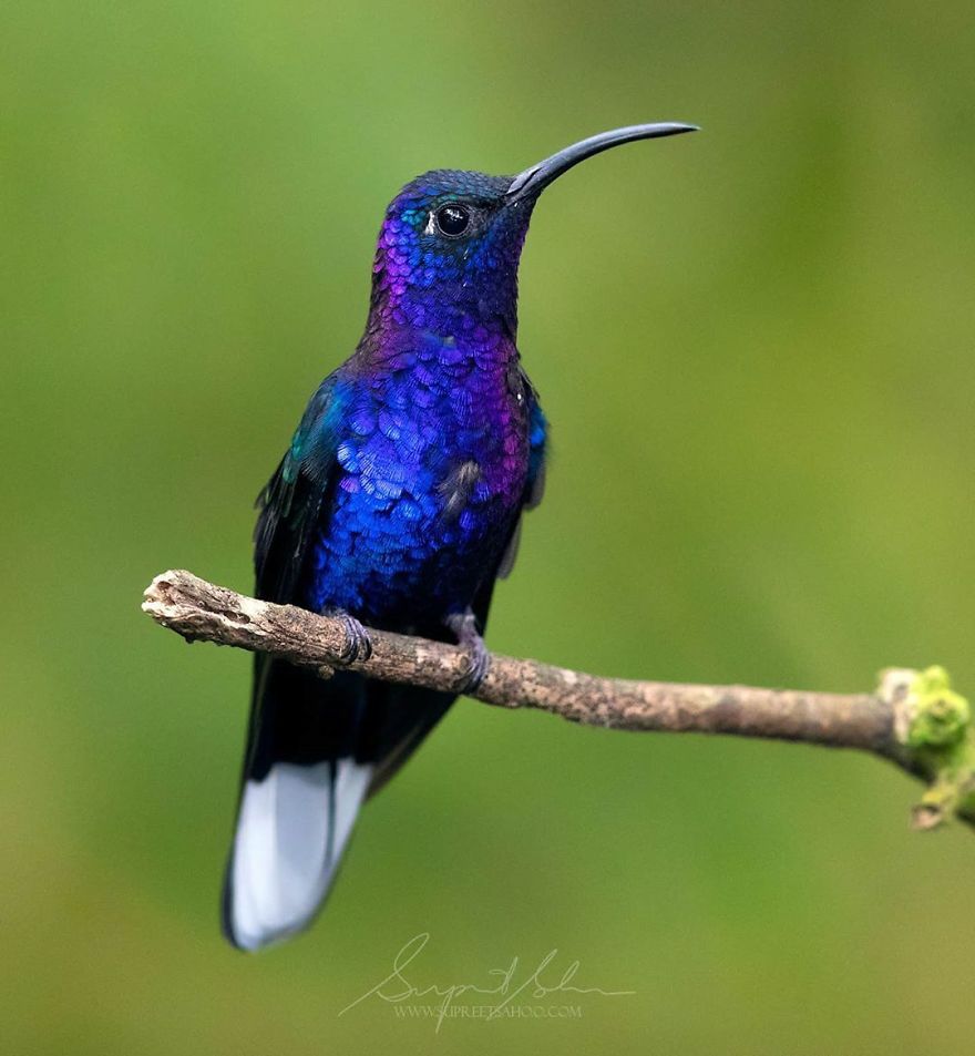 Violet Sabrewing
