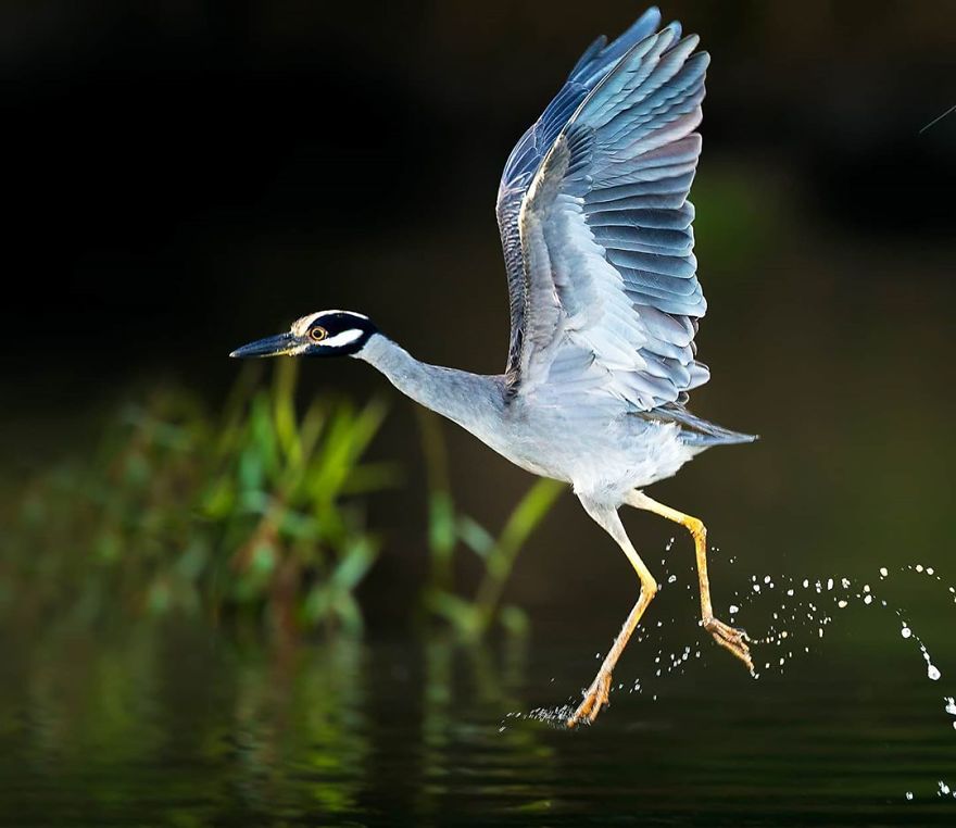 Yellow-Crowned Night-Heron