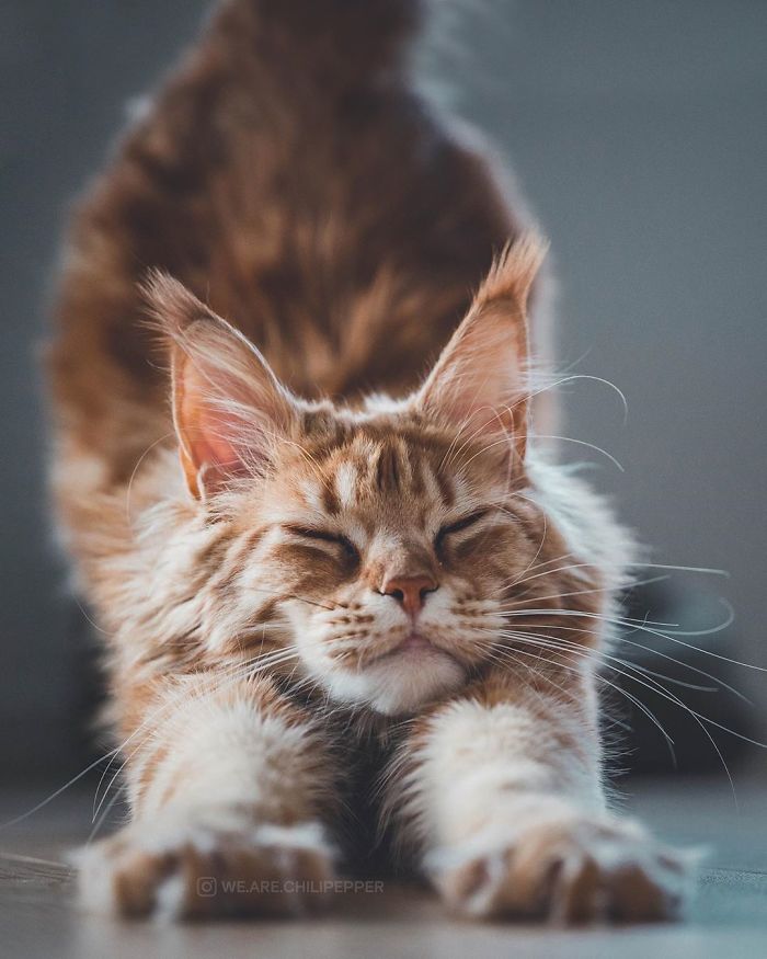 Owners Let Their Norwegian Forest Cat Roam Freely Outside, And He Looks Majestic (32 Pics)