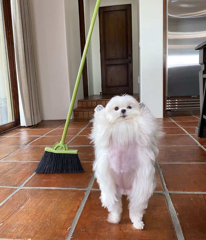 Standing-Maltese-Dog-Coco