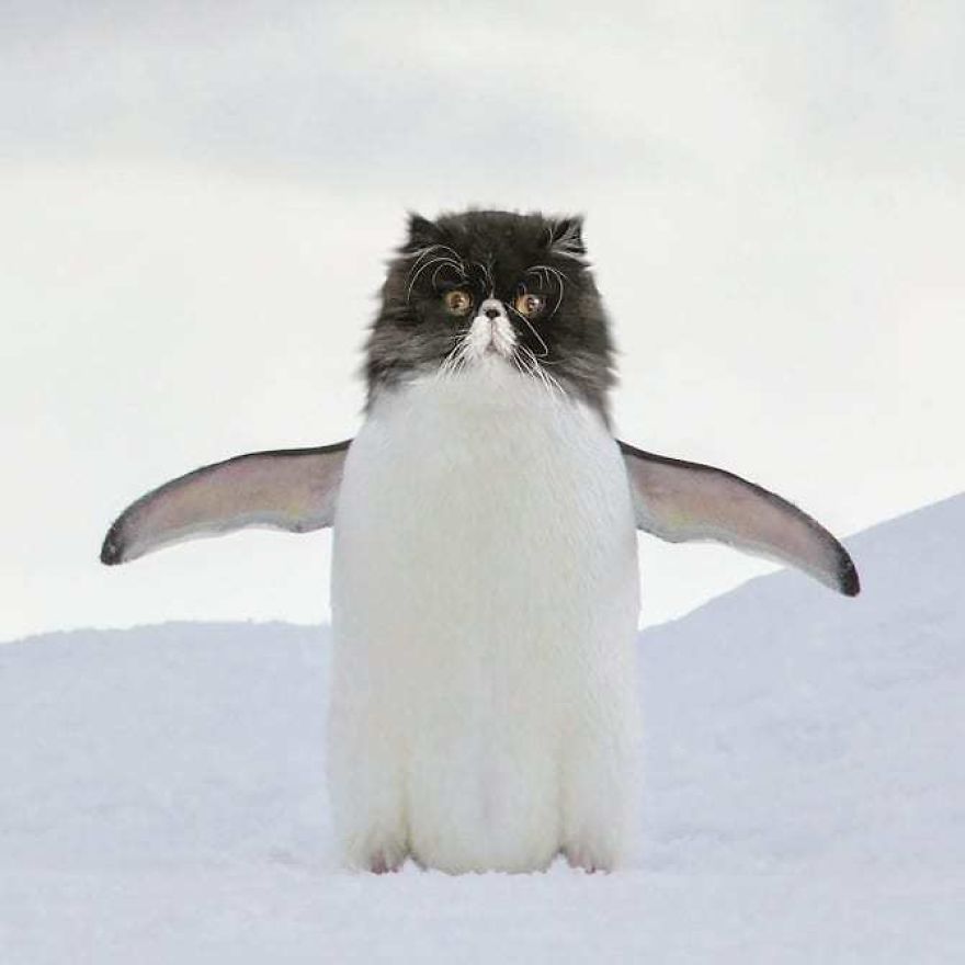 Funny-Animals-Photoshopped-Cats-Koty-Vezde