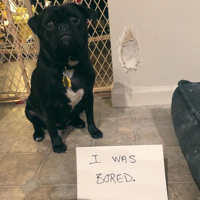 I Was Super Busy While Mom And Dad Were At Work Today. Mom Is Dog Shaming Me For It