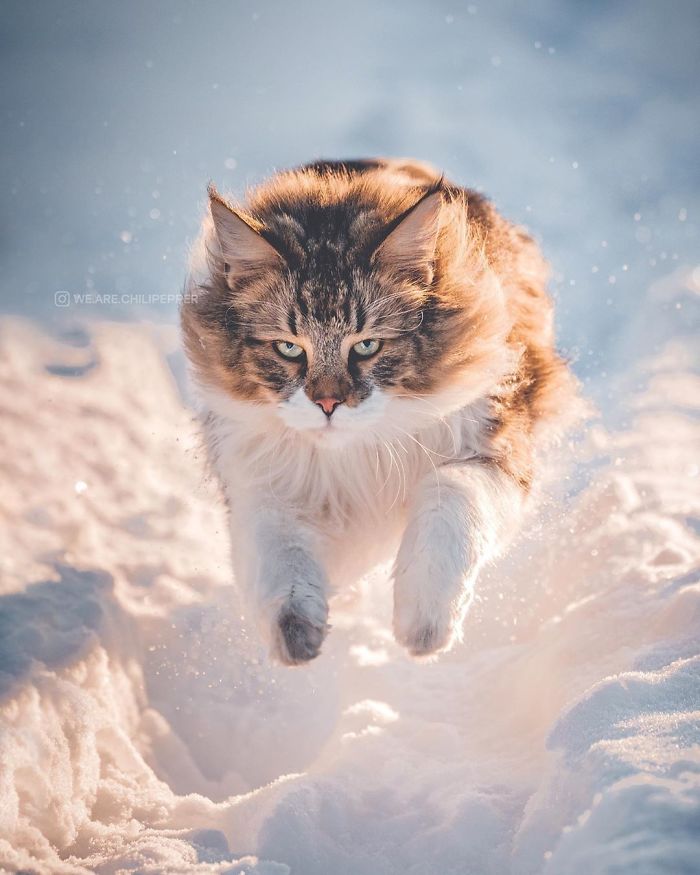 Owners Let Their Norwegian Forest Cat Roam Freely Outside, And He Looks Majestic (32 Pics) Owners Let Their Norwegian Forest Cat Roam Freely Outside, And He Looks Majestic (32 Pics)