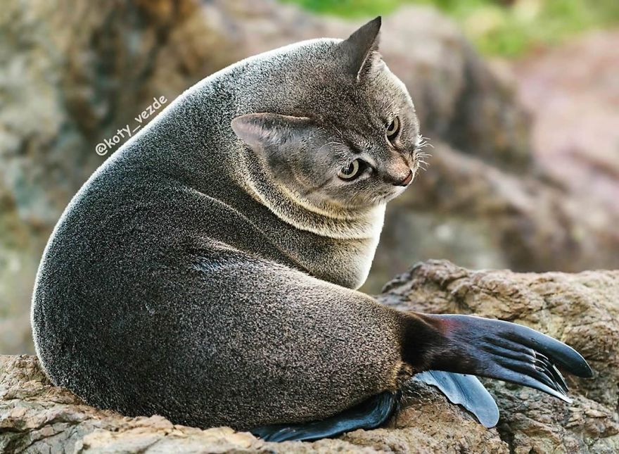 Funny-Animals-Photoshopped-Cats-Koty-Vezde
