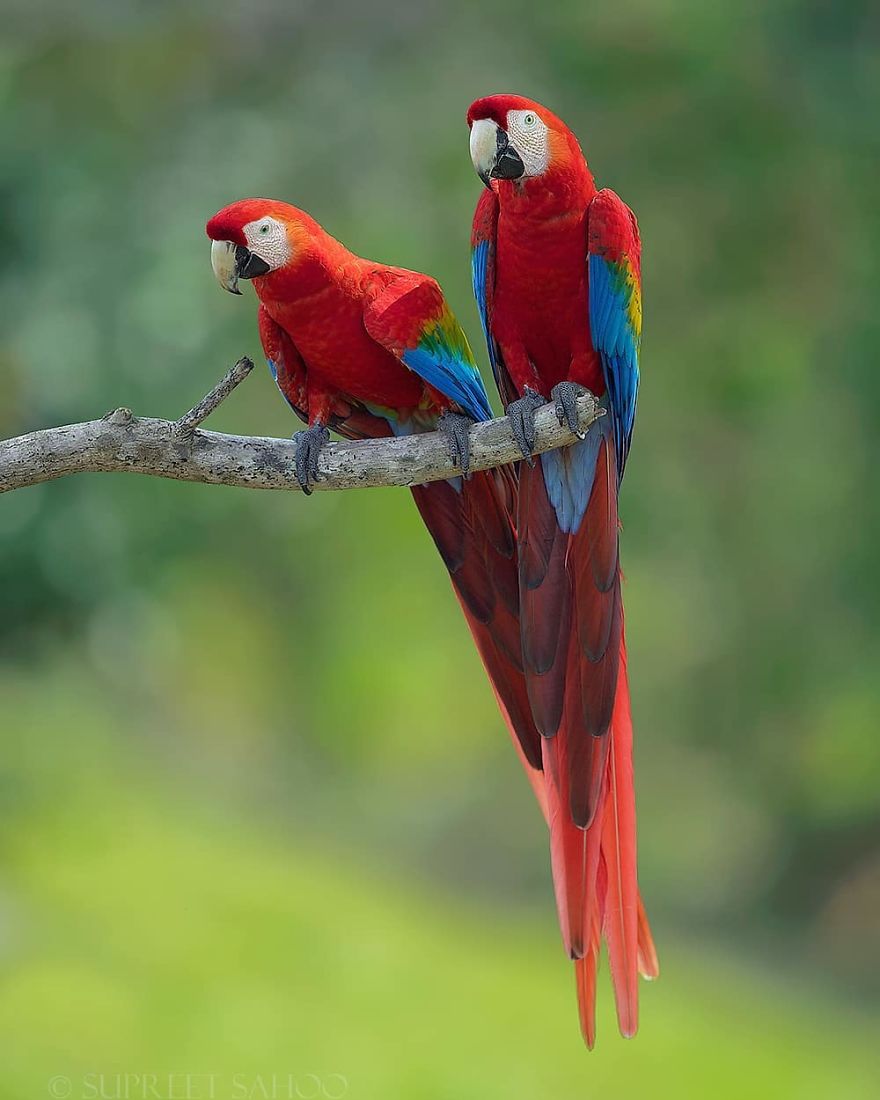 Scarlet Macaws