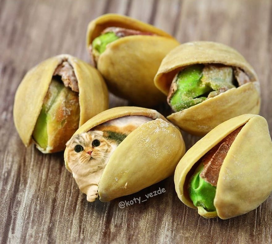 Funny-Animals-Photoshopped-Cats-Koty-Vezde