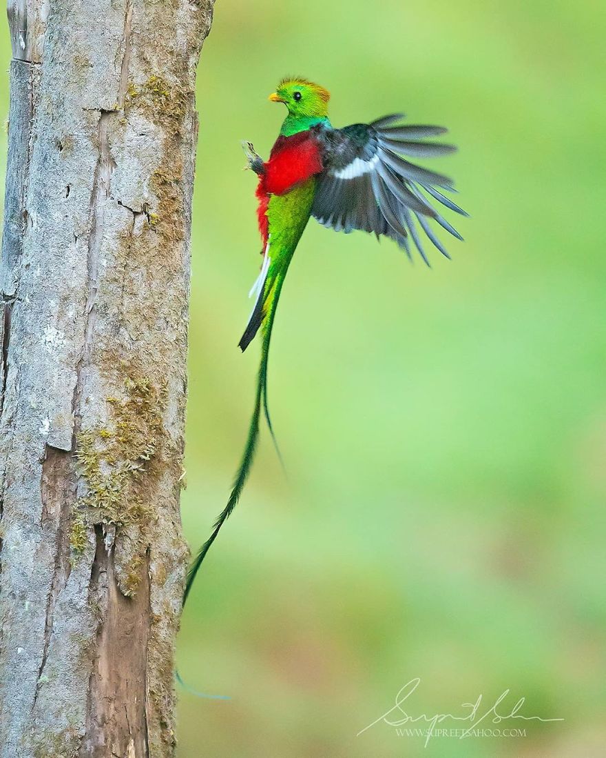 Resplendent Quetzal