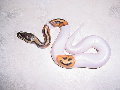 Piebald Ball Python