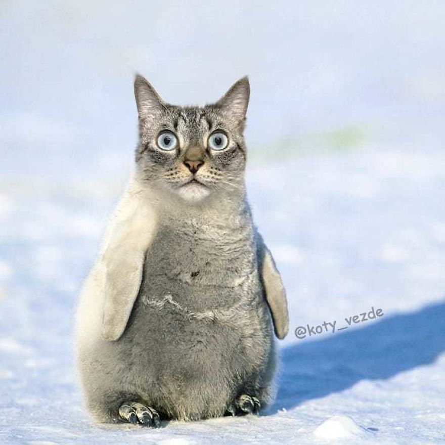 Funny-Animals-Photoshopped-Cats-Koty-Vezde